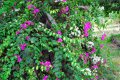 Bouguainvillier. BOUGAINVILLEA spectabilis. Tropical. 7-8m